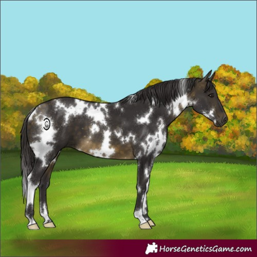 Horse Color:White Spotted Buckskin 