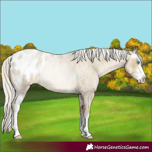 Horse Color:Silver Smoky Blue Roan Pearl Sabino Appaloosa Rabicano