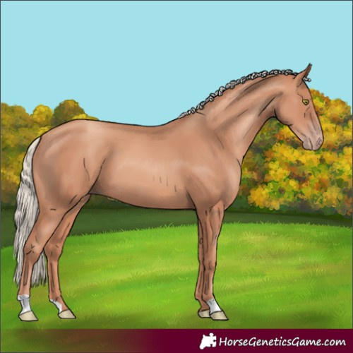 Horse Color:Gold Champagne 