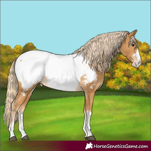 Horse Color:Palomino Appaloosa 