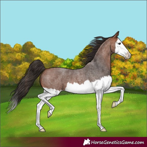 Horse Color:Bay Roan Splash