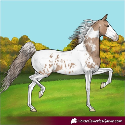 Horse Color:Bay Dun Splash Tobiano Near Leopard 