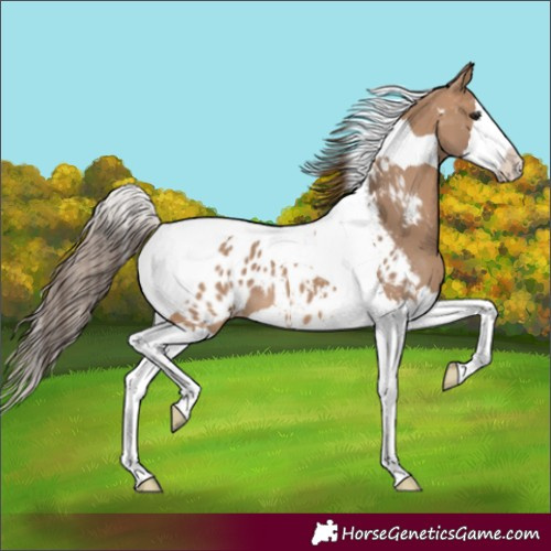 Horse Color:Bay Dun Splash Tobiano Appaloosa 