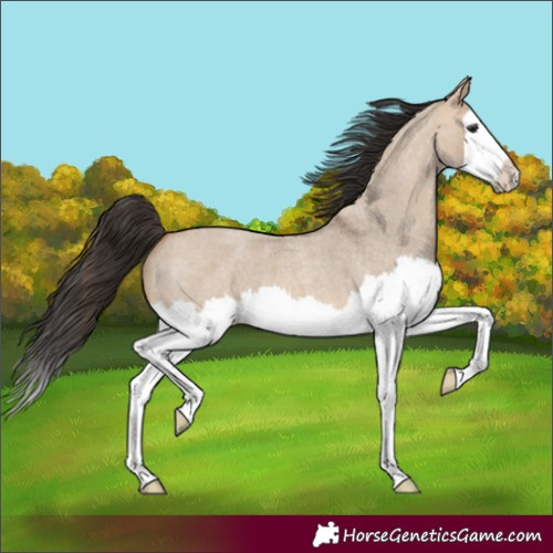 Horse Color:Bay Roan Dun Splash