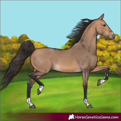 Horse Color:Bay Dun