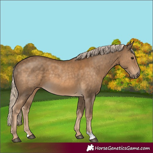 Horse Color:Chocolate Palomino 