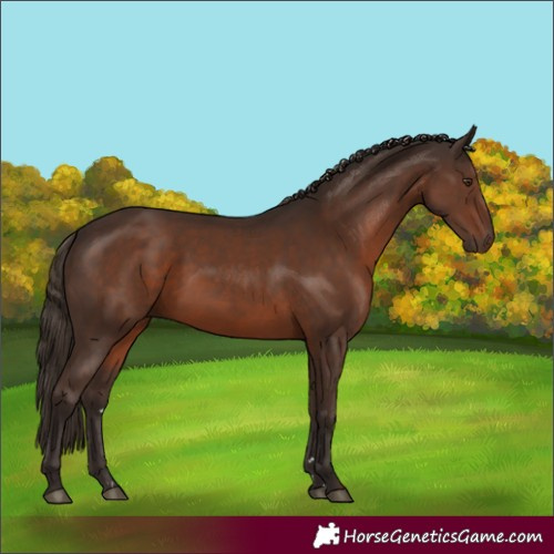 Horse Color:Liver Chestnut 