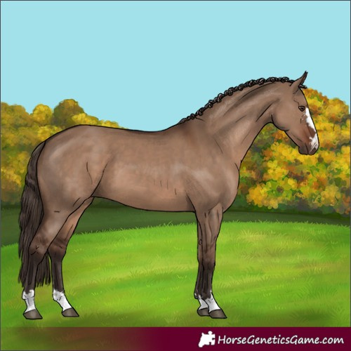 Horse Color:Liver Red Dun 