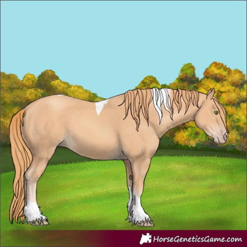 Horse Color:Gold Champagne Tobiano 
