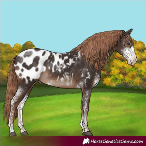 Horse Color:Liver Chestnut Sabino Appaloosa Rabicano