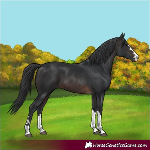 Horse Color:Brown 