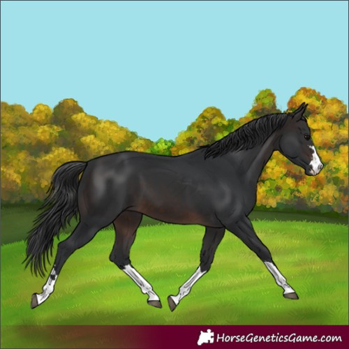Horse Color:Brown 