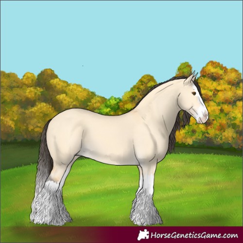 Horse Color:Buckskin Dun Splash 