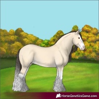 Horse Color:Buckskin Dun Splash 