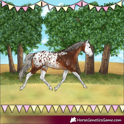 Horse Color:Gray Silver Bay Splash Appaloosa