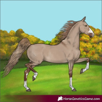 Horse Color:Liver Red Dun Rabicano
