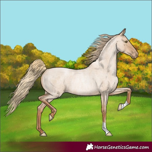 Horse Color:Red Dun Roan Pearl Rabicano