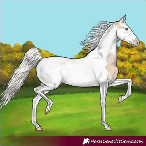Horse Color:Palomino Pearl Splash Tobiano Frame 