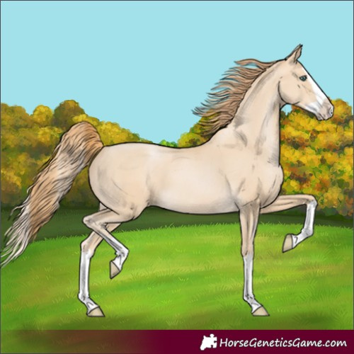 Horse Color:Smoky Black Pearl Splash 