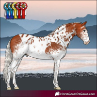 Horse Color:White Spotted Silver Bay Tobiano Skewed Appaloosa