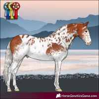 Horse Color:White Spotted Silver Bay Tobiano Skewed Appaloosa 
