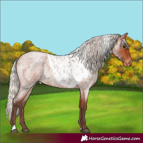 Horse Color:Silver Bay Roan Skewed Appaloosa 