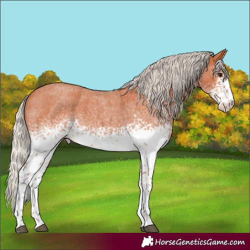 Horse Color:White Spotted Silver Bay Roan 