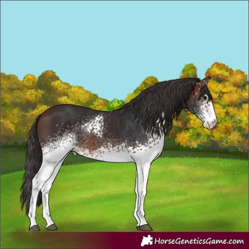 Horse Color:White Spotted Bay 