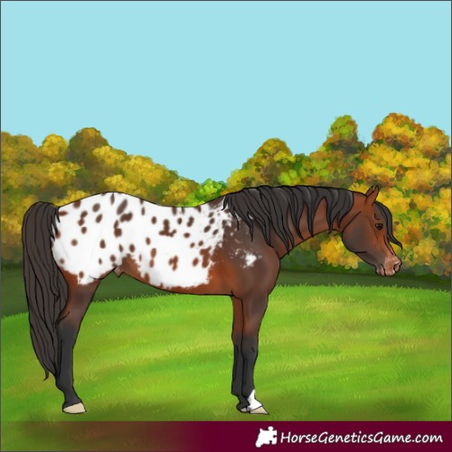 Horse Color:Bay Appaloosa 