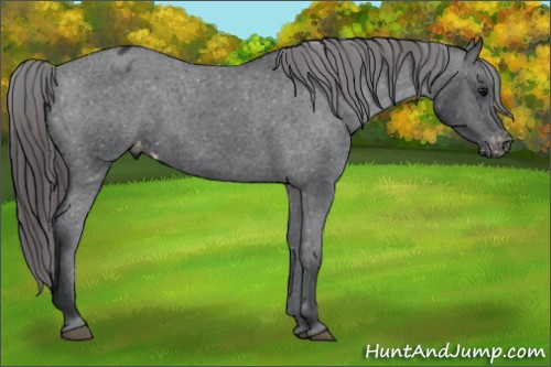Horse Color:Black Appaloosa 