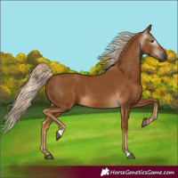 Horse Color:Gray Palomino