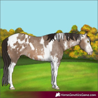 Horse Color:Gray Amber Champagne Sabino Tobiano Blanket and Gray Amber Champagne Sabino Tobiano Blanket