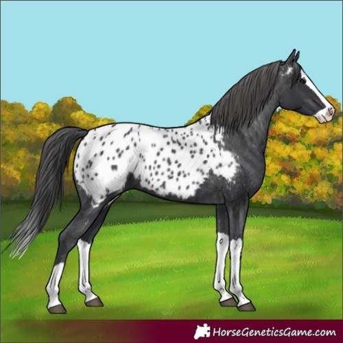 Horse Color:Black Splash Appaloosa 