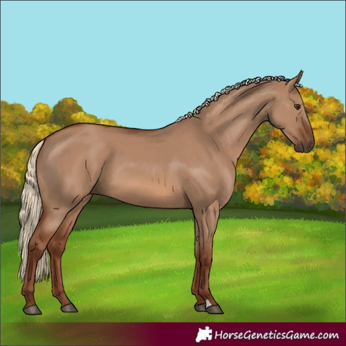 Horse Color:Red Dun 