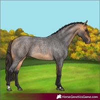 Horse Color:Buckskin Roan