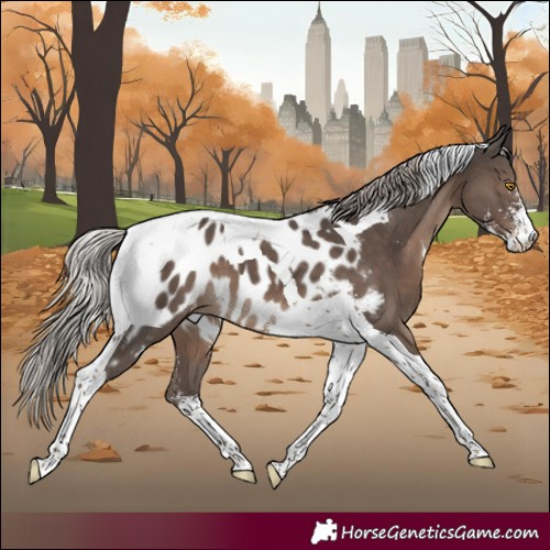 Horse Color:Silver Black Sabino Tobiano Near Leopard