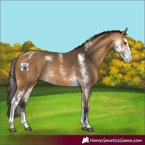Horse Color:Buckskin Sabino Rabicano