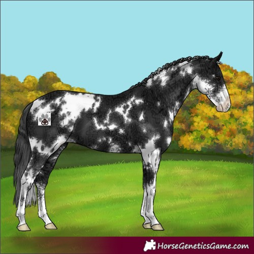 Horse Color:White Spotted Black Ice Sabino 