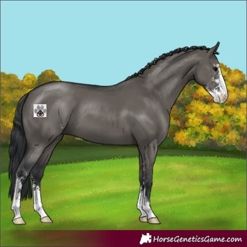Horse Color:Grullo Sabino