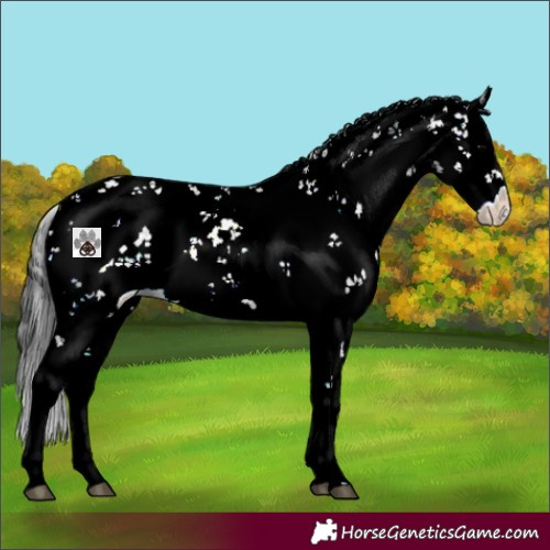 Horse Color:Blue Onyx Sabino 