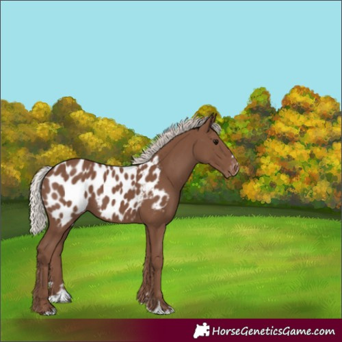 Horse Color:Silver Black Appaloosa 