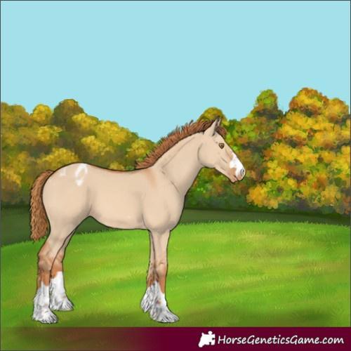 Horse Color:Unknown 