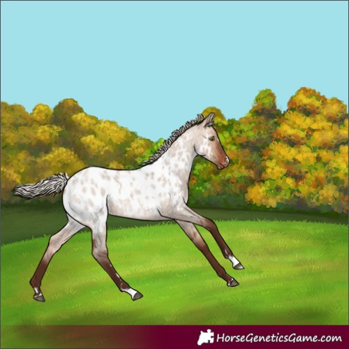 Horse Color:Unknown 