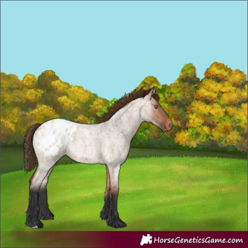 Horse Color:Unknown 