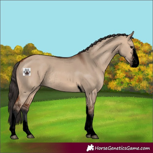 Horse Color:Void Bay Dun Sabino Tobiano Rabicano