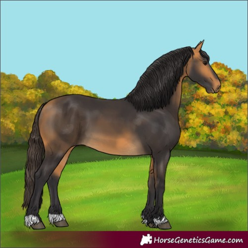 Horse Color:Buckskin