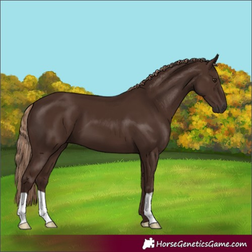 Horse Color:Liver Chestnut 