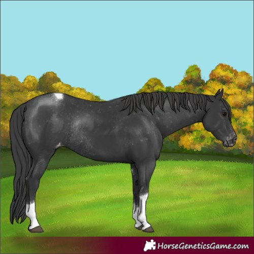 Horse Color:Black Tobiano Appaloosa Rabicano