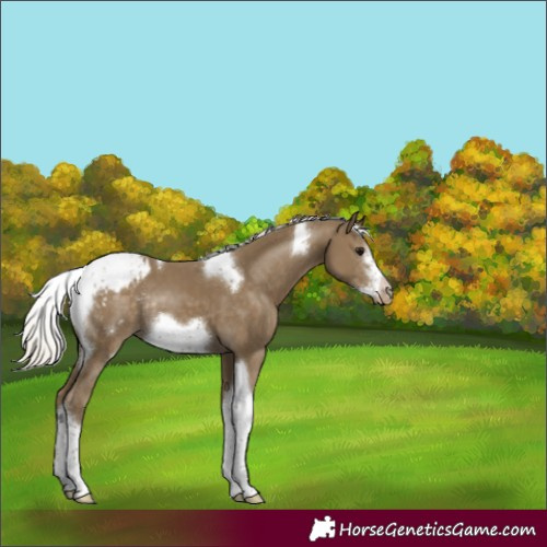 Horse Color:Silver Smoky Black Sabino Tobiano Frame Appaloosa Rabicano 