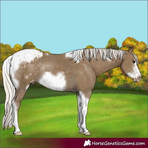 Horse Color:Silver Smoky Black Sabino Tobiano Frame Appaloosa Rabicano 